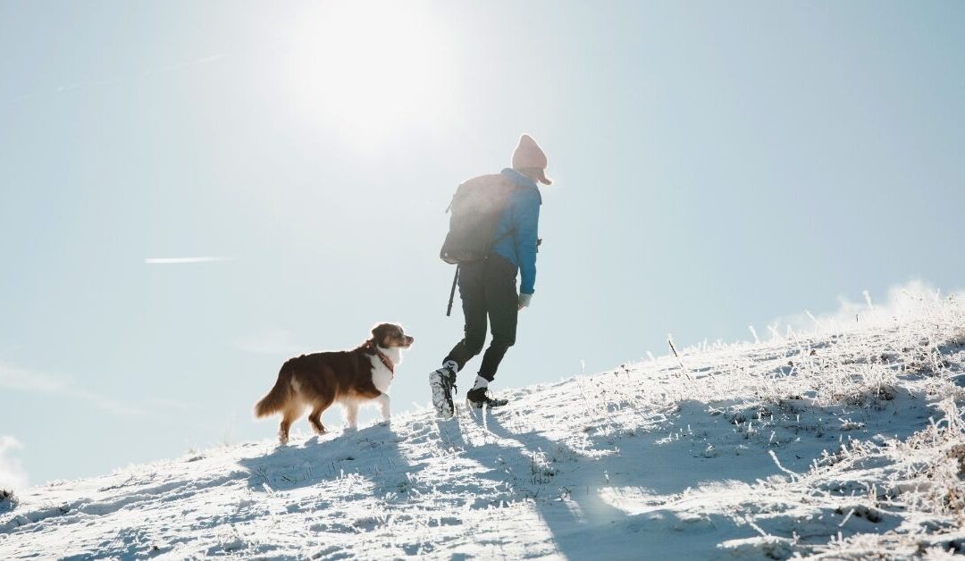 Top Tips for Getting Fit With Your Dog
